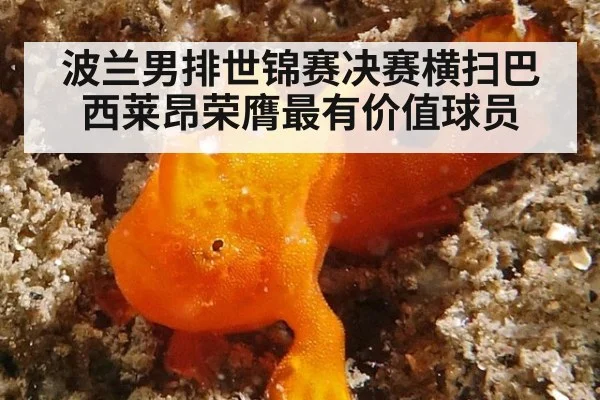 波兰男排世锦赛决赛横扫巴西莱昂荣膺最有价值球员 - YABO SPORTS