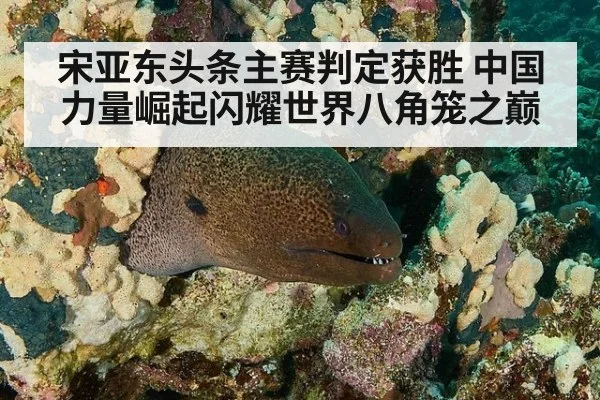 宋亚东头条主赛判定获胜 中国力量崛起闪耀世界八角笼之巅